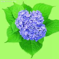 微信绣球花头像_高清绣球花花朵图片大全