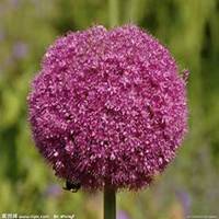 微信绣球花头像_高清绣球花花朵图片大全