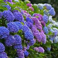 微信绣球花头像_高清绣球花花朵图片大全