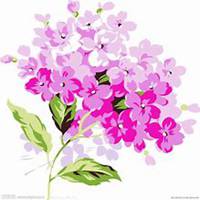 微信绣球花头像_高清绣球花花朵图片大全