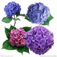 微信绣球花头像_高清绣球花花朵图片大全