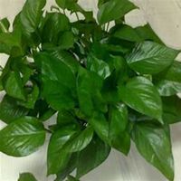 微信绿萝头像_高清绿萝花朵图片大全