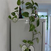 微信绿萝头像_高清绿萝花朵图片大全