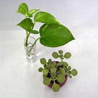 微信绿萝头像_高清绿萝花朵图片大全