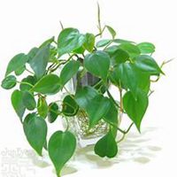 微信绿萝头像_高清绿萝花朵图片大全