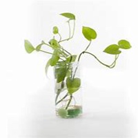 微信绿萝头像_高清绿萝花朵图片大全