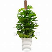 微信绿萝头像_高清绿萝花朵图片大全