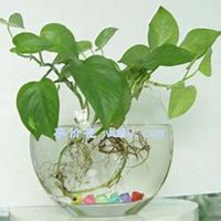 微信绿萝头像_高清绿萝花朵图片大全