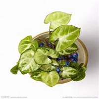 微信绿萝头像_高清绿萝花朵图片大全