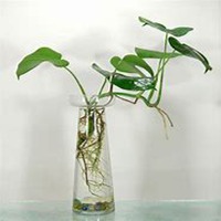 微信绿萝头像_高清绿萝花朵图片大全