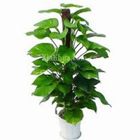 微信绿萝头像_高清绿萝花朵图片大全