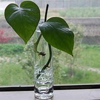 微信绿萝头像_高清绿萝花朵图片大全