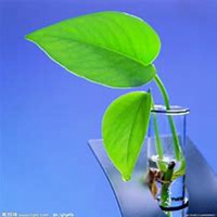 微信绿萝头像_高清绿萝花朵图片大全