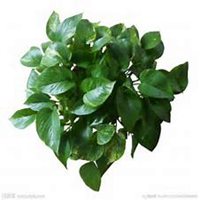 微信绿萝头像_高清绿萝花朵图片大全