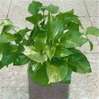 微信绿萝头像_高清绿萝花朵图片大全