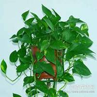 微信绿萝头像_高清绿萝花朵图片大全