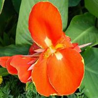 微信美人蕉花朵头像_高清美人蕉花朵花朵图片大全