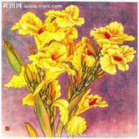 微信美人蕉花朵头像_高清美人蕉花朵花朵图片大全