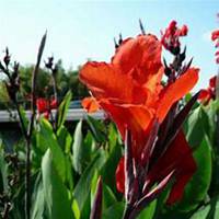 微信美人蕉花朵头像_高清美人蕉花朵花朵图片大全