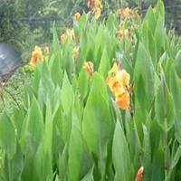 微信美人蕉花朵头像_高清美人蕉花朵花朵图片大全