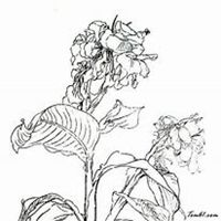 微信美人蕉花朵头像_高清美人蕉花朵花朵图片大全