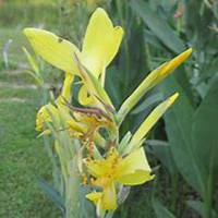 微信美人蕉花朵头像_高清美人蕉花朵花朵图片大全