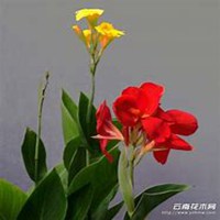 微信美人蕉花朵头像_高清美人蕉花朵花朵图片大全