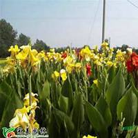 微信美人蕉花朵头像_高清美人蕉花朵花朵图片大全