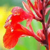 微信美人蕉花朵头像_高清美人蕉花朵花朵图片大全