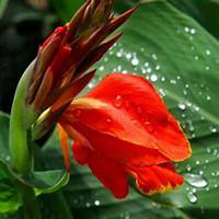 微信美人蕉花朵头像_高清美人蕉花朵花朵图片大全