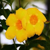 微信美人蕉花朵头像_高清美人蕉花朵花朵图片大全