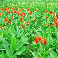 微信美人蕉花朵头像_高清美人蕉花朵花朵图片大全