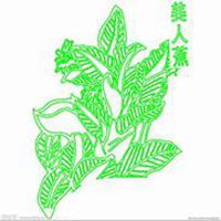 微信美人蕉花朵头像_高清美人蕉花朵花朵图片大全