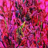 微信美人蕉花朵头像_高清美人蕉花朵花朵图片大全