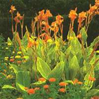 微信美人蕉花朵头像_高清美人蕉花朵花朵图片大全