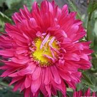 微信翠菊头像_高清翠菊花朵图片大全