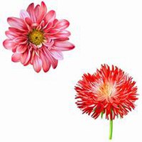 微信翠菊头像_高清翠菊花朵图片大全