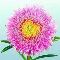 微信翠菊头像_高清翠菊花朵图片大全