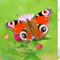 微信翠菊头像_高清翠菊花朵图片大全