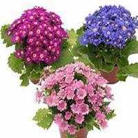 微信翠菊头像_高清翠菊花朵图片大全