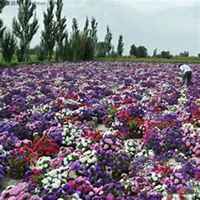 微信翠菊头像_高清翠菊花朵图片大全