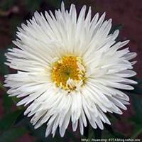 微信翠菊头像_高清翠菊花朵图片大全