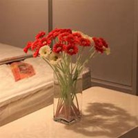 微信翠菊头像_高清翠菊花朵图片大全