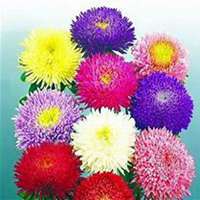 微信翠菊头像_高清翠菊花朵图片大全