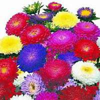 微信翠菊头像_高清翠菊花朵图片大全