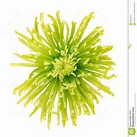 微信翠菊头像_高清翠菊花朵图片大全