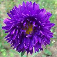 微信翠菊头像_高清翠菊花朵图片大全