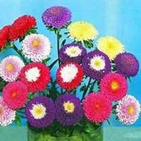 微信翠菊头像_高清翠菊花朵图片大全