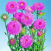 微信翠菊头像_高清翠菊花朵图片大全