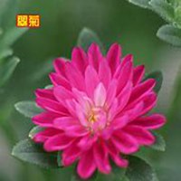 微信翠菊头像_高清翠菊花朵图片大全